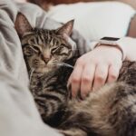 Pet Emergency Fund 9 Ways to Tackle Unexpected Veterinary Bills01